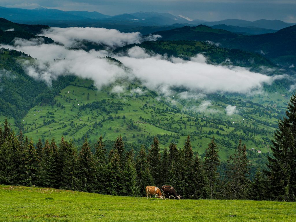 Scenic mountain landscape with grazing cows surrounded by lush green valleys and fog.